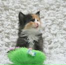 Фотография Семенова Александра