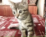 Віктор Кобаль фотография #42 (источник - https://vk.com/id81601401)