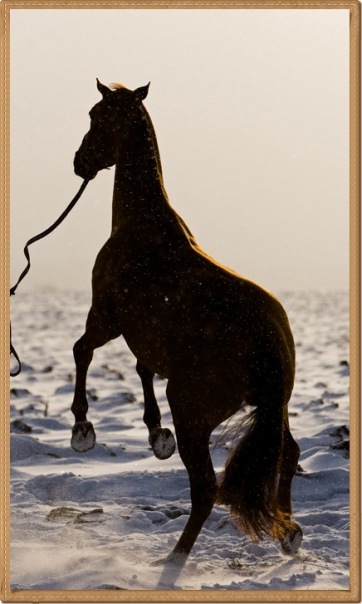 Good Boy фото №3