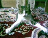 Фотография Walk Djungle