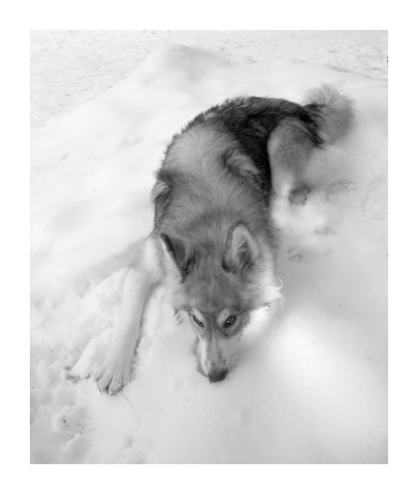 Макс Ильичев фотография #10