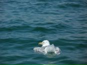 Максим Єгоров фотография #40 (источник - https://vk.com/id68110321)