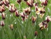 Ралука Каплеску фотография #6 (источник - https://vk.com/id69611341)