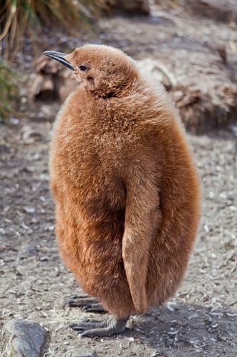 №18, Денис Сирин №18, Денис Сирин