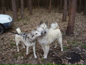 Святослав Іваневич фотография #46 (источник - https://vk.com/id307432029)