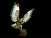 Фотография Мухаметзянова Раиля