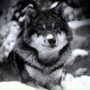 Коля Корнійчук фотография #16 (источник - https://vk.com/id210317321)