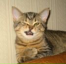 Фотография Мещихина Татьяна