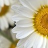 Наталія Сичевська фотография #43 (источник - https://vk.com/id85561347)