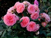 Ірина Козаченко фотография #12 (источник - https://vk.com/id125023794)