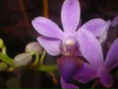 Фотография Лахтионовой Анюты