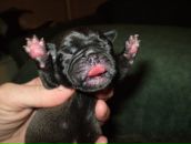 Фотография Шела Артёма