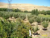 Ugur Kaygisiz фотография #29 (источник - https://vk.com/id31718932)