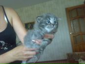 Фотография Домрачева Дениса