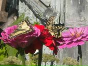 Фотография Кокшаровой Лены