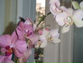 Фотография Малых Ольги