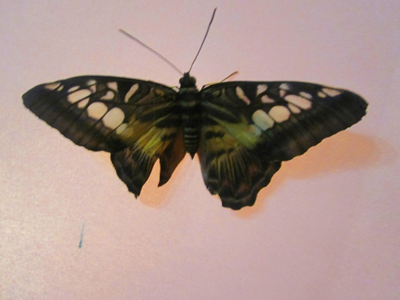 Ольга Гребенникова фотография #31