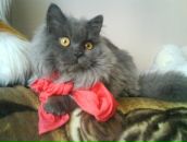 Надя Сапужак фотография #15 (источник - https://vk.com/id133188028)