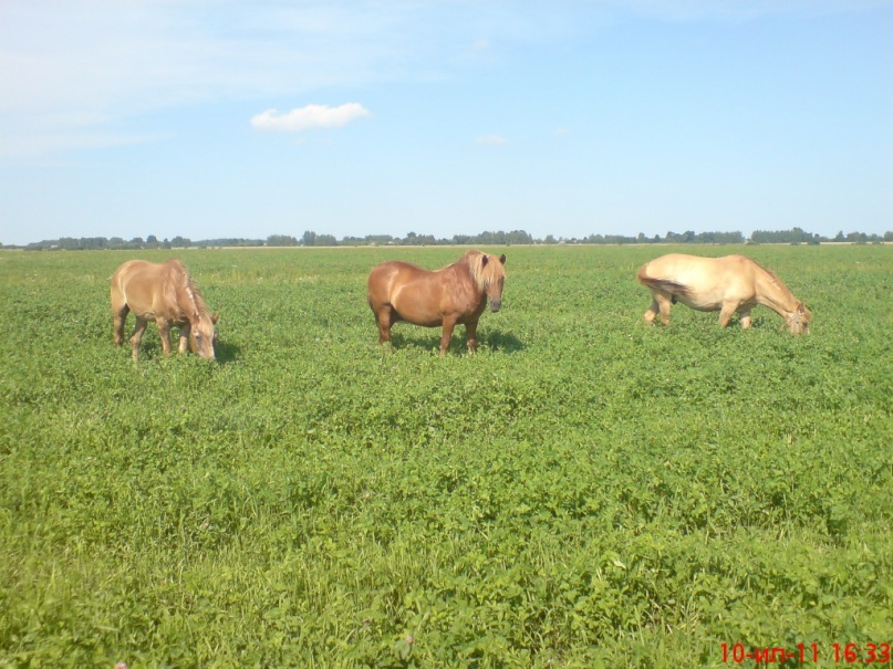 Дмитрий Цапук фотография #6