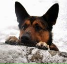 Фотография Гольдберг Лены