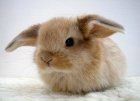 Фотография Ковальчик Даны
