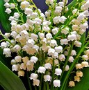 Алінка Шепель фотография #49 (источник - https://vk.com/id148376029)