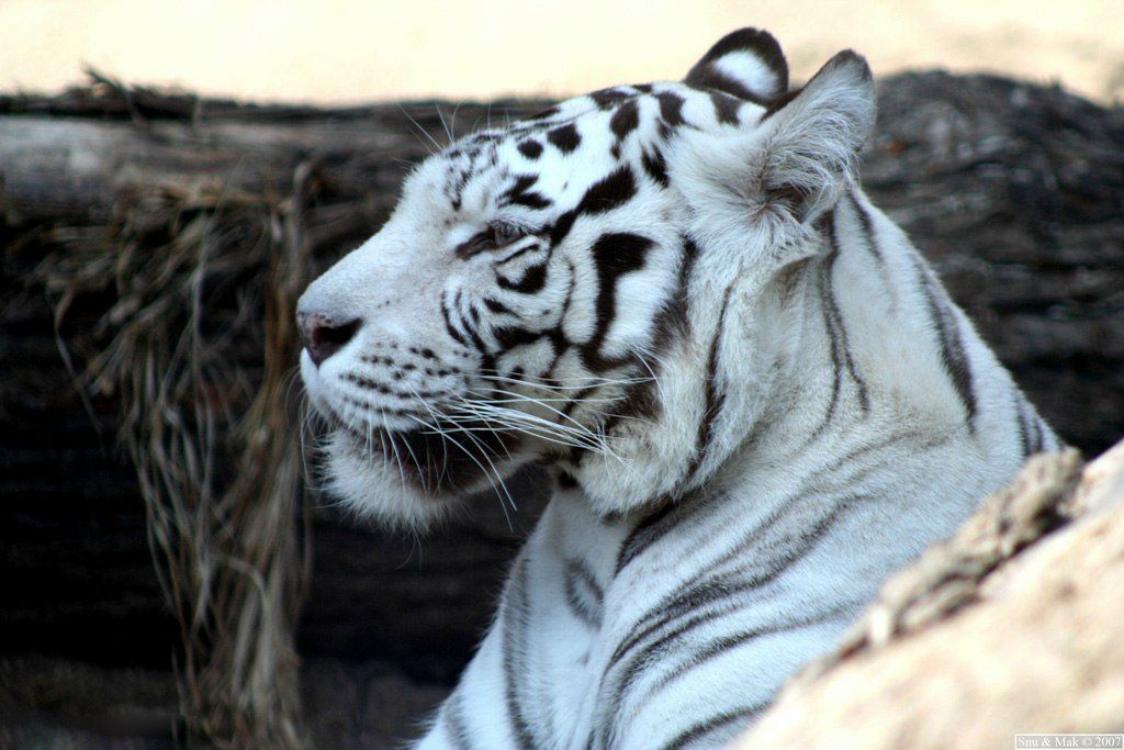 Jerry Nicks фотография #9