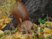 Євка Ес-Кар-Го фотография #22 (источник - https://vk.com/id63822917)