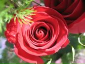 Фотография Истории Шоколадные