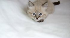 Фотография Vitabell Анны