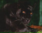 Фотография Прилукова Ивана