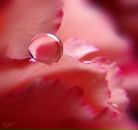 Фотография Стрельцовой Наталии