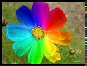 Адріанка Борачок фотография #3 (источник - https://vk.com/id84812230)