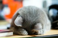 Фотография Звонаревой Анны