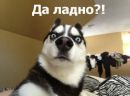 Світлана Рехман фотография #36 (источник - https://vk.com/id169088682)