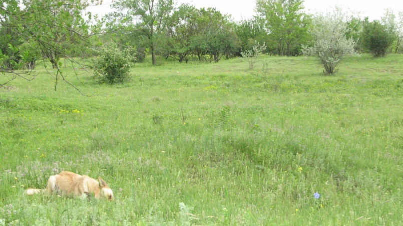 Lion Cat фотография #24