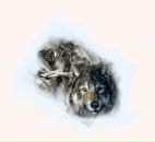 Фотография Чижова Андрея