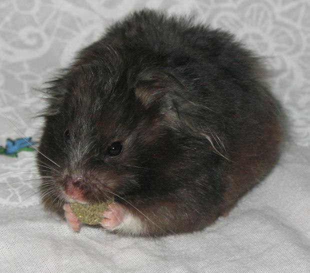 Шустрик Рыбалко фотография #22