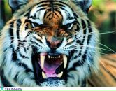 Фотография Ненашева Евгения