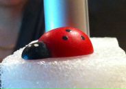 Фотография Изюмова Романа