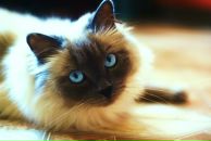 Оля Леонова фотография #44 (источник - https://vk.com/id372706)