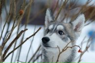 Фотография Апушкина Романа