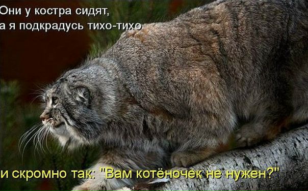 Ksusha Shevchenko фото №48