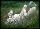 Лейла Корікова фотография #16 (источник - https://vk.com/id110171287)