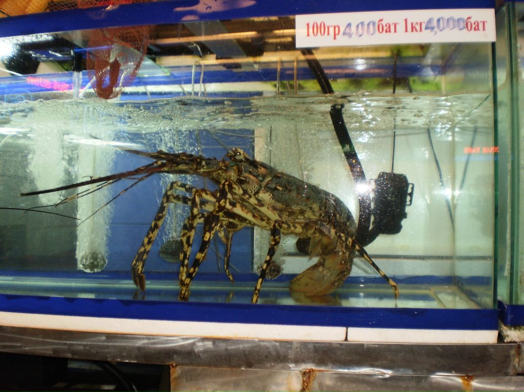 Александр Лисиченко фотография #27