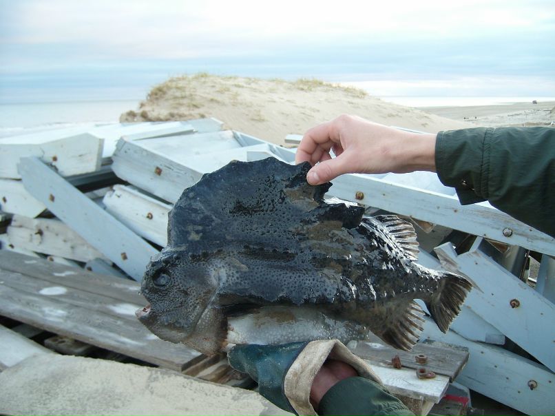 Дмитрий Соснин фотография #36