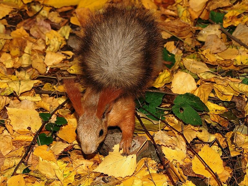 Аслан Евло фото №9