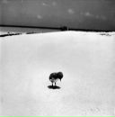 Фотография Сергейко Дарьи