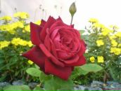 Ірина Бойко фотография #15 (источник - https://vk.com/id17100598)