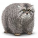 Свин ^_^ фотография #34 (источник - https://vk.com/id60082165)